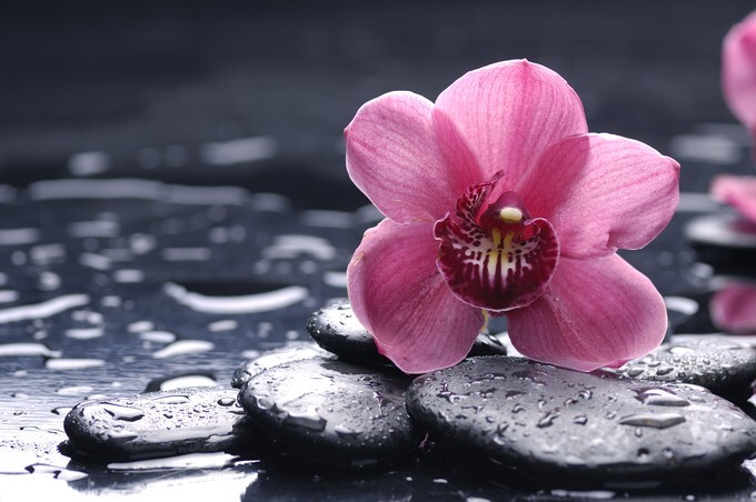 Still life with pebble and macro of orchid with water drops